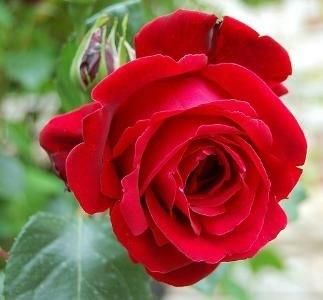 real pretty red rose Pictures, Images and Photos