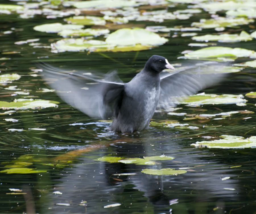 Moorhen-01.jpg