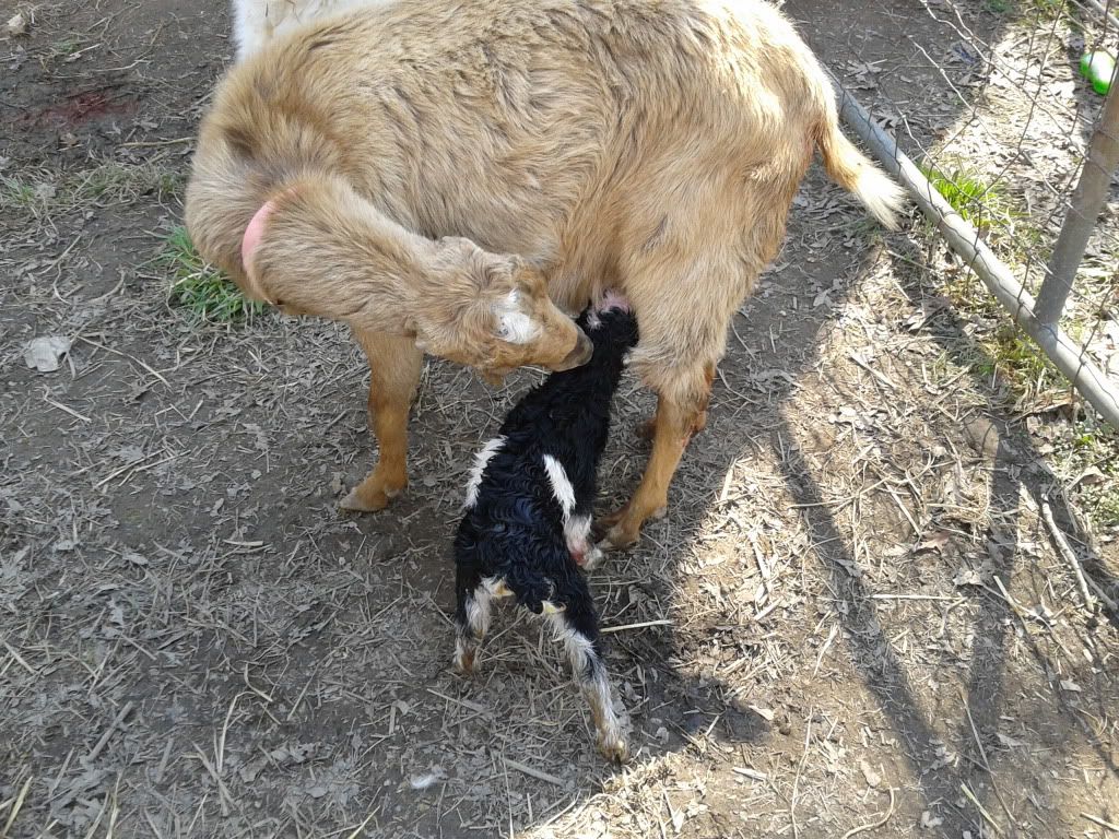My first kidding...and an udder problem - Goats