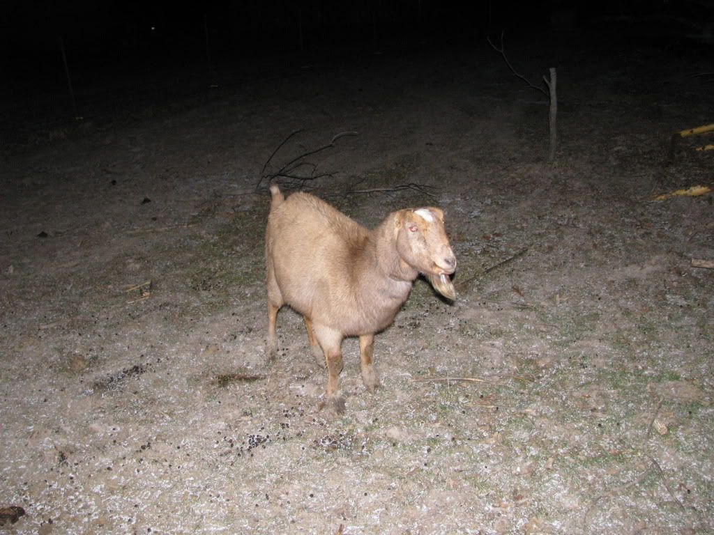 I got my first goat! - Goats