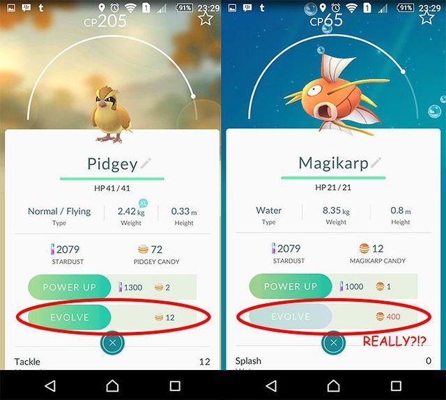 pidgeys