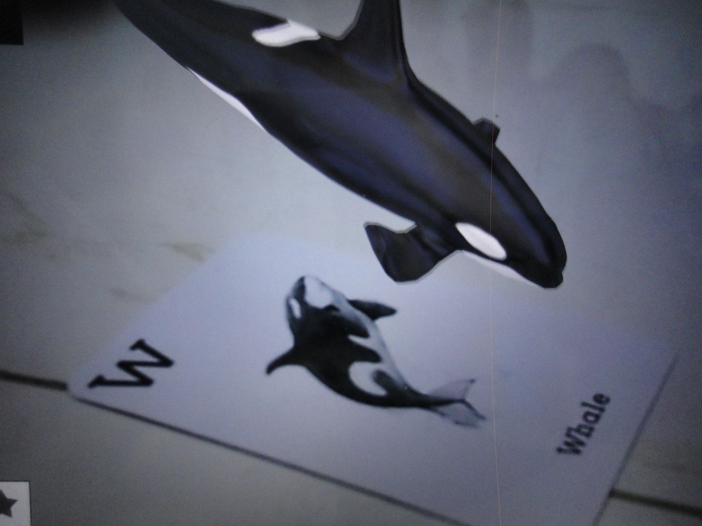 Card 4d animals cho pé học