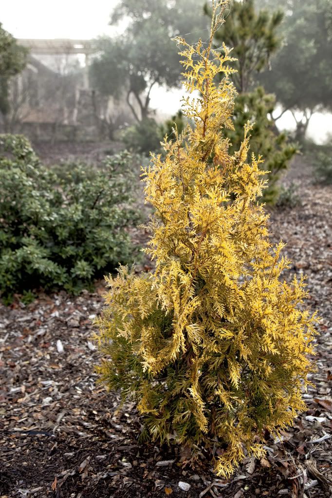 Thuja occidentalis 'Malonyana Aurea'
