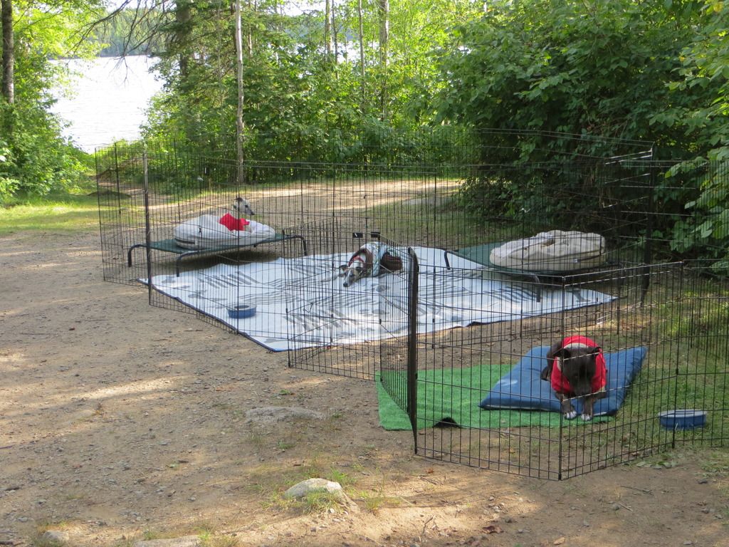 Can my dog live in a kennel?