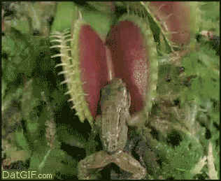 plant animation photo: animatedanimalsfrog chooses the wrong bed animated_animals_frogchoosesthewrongbed_zps0fa7c3c1.gif