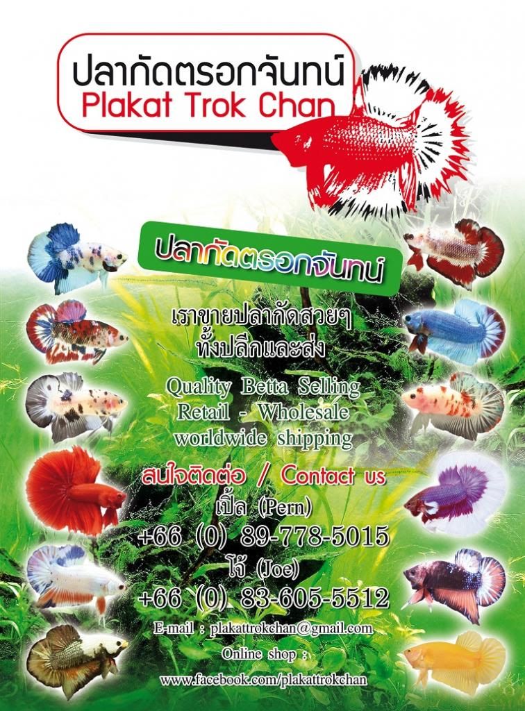 Plakat Trok Chan banner