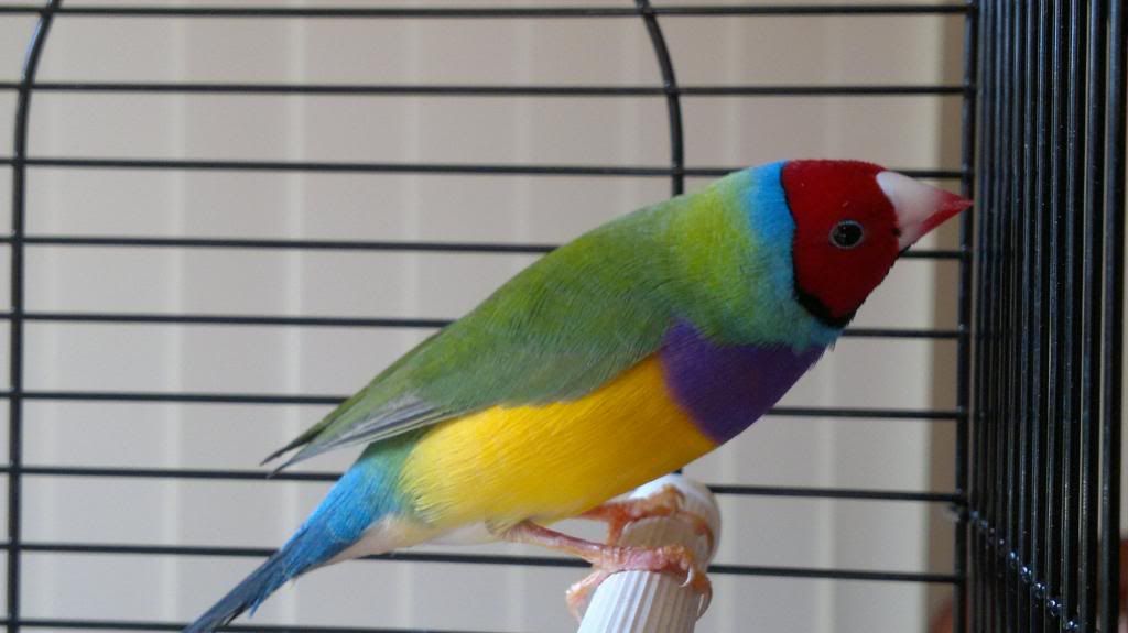 Gouldian Finch's The Planted Tank Forum