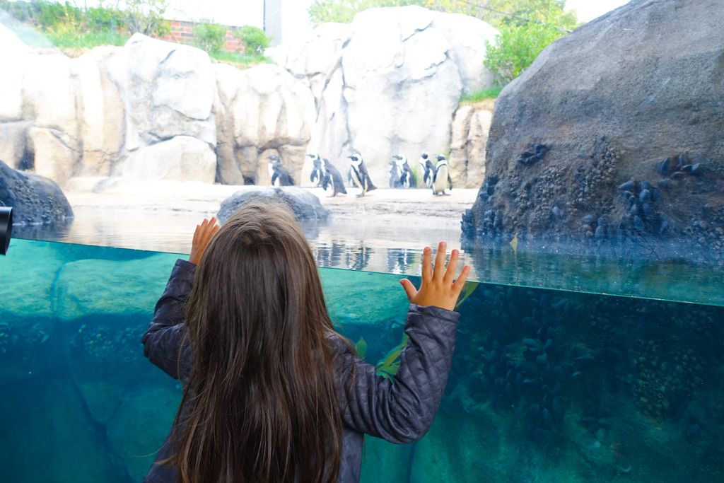 penguins at the zoo