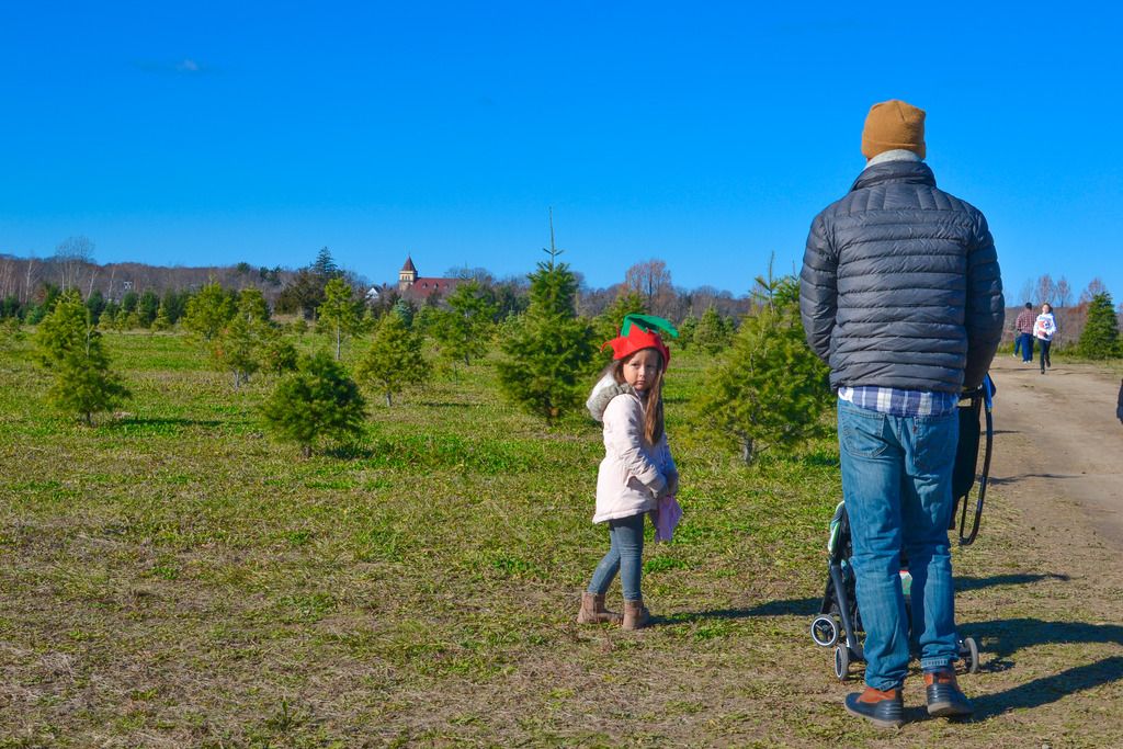 how to pick out a christmas tree