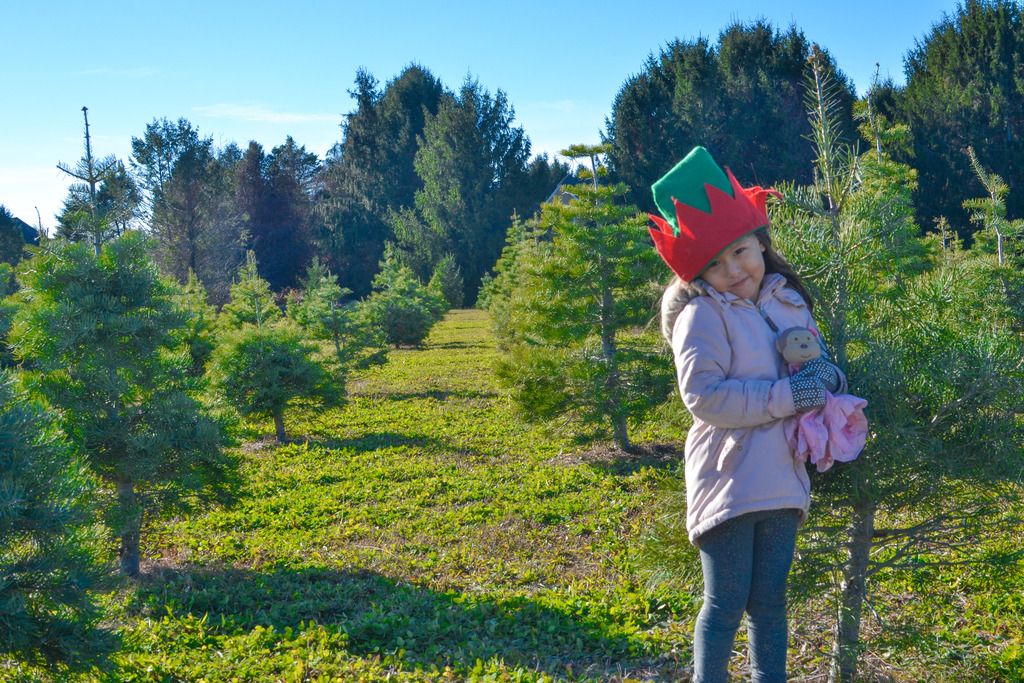 long island tree farm