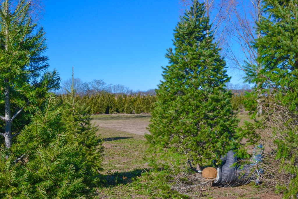 tips on how to cut your own tree