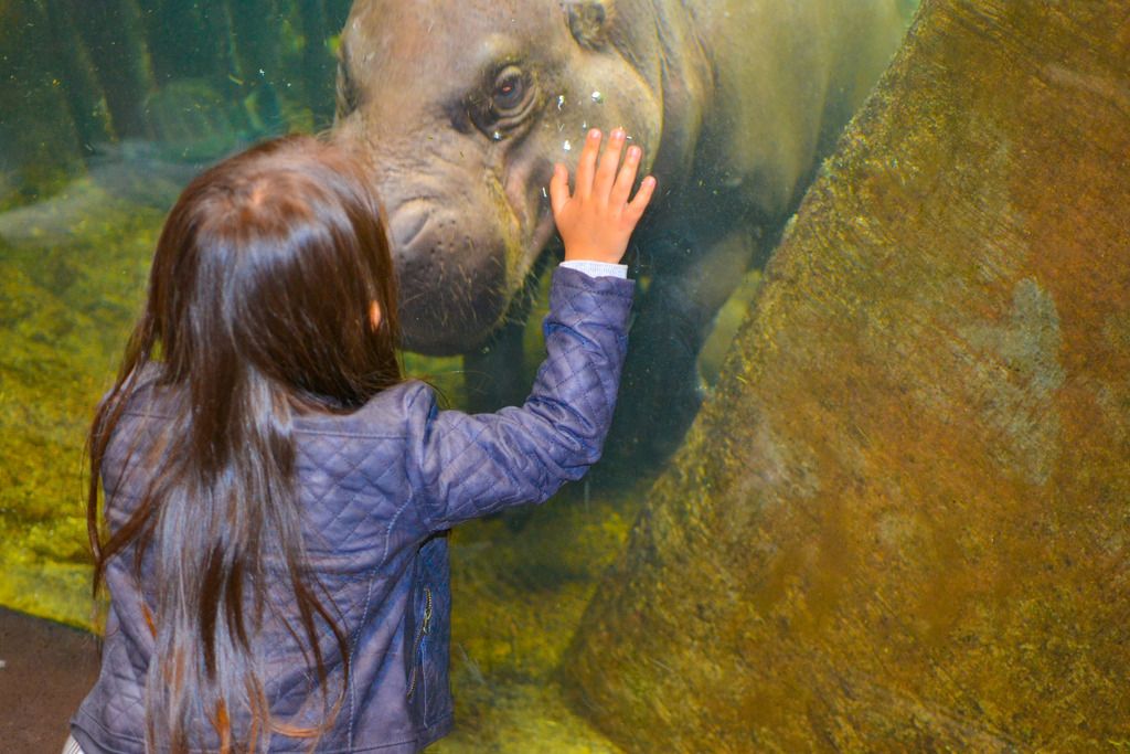 hippo plays with child