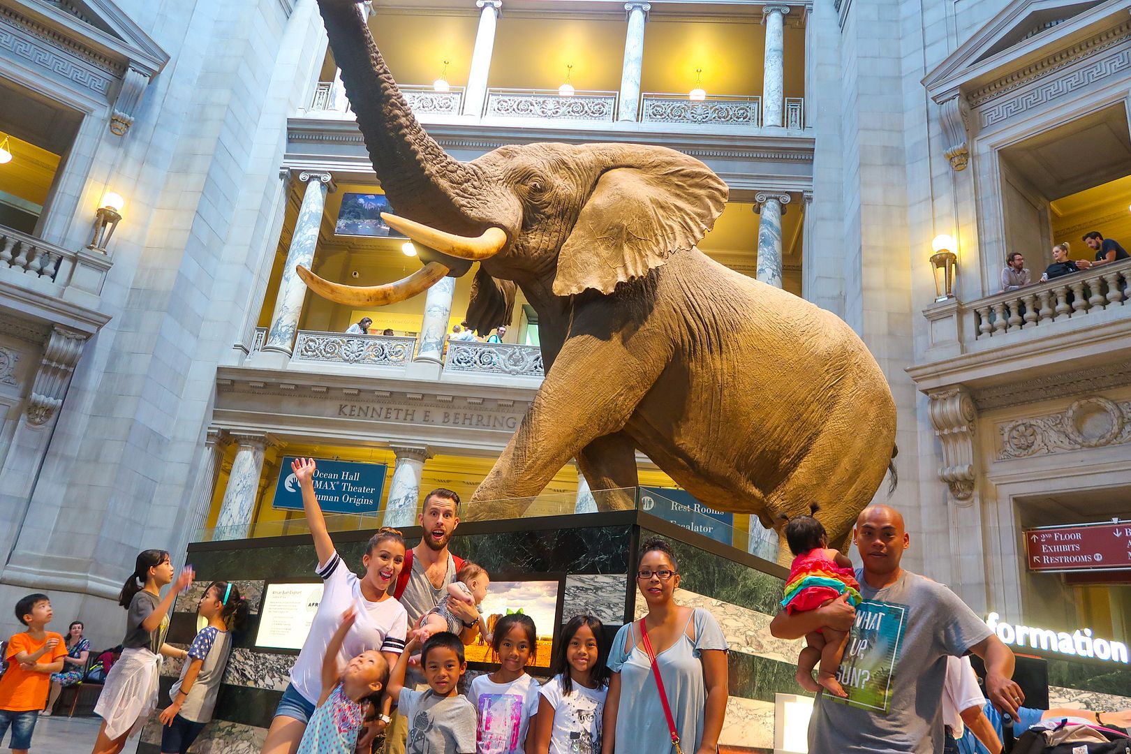 natural history elephant