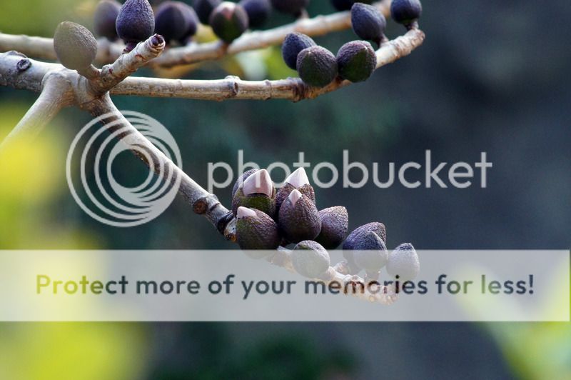 contax 100-300mm 木棉花 kapok flower