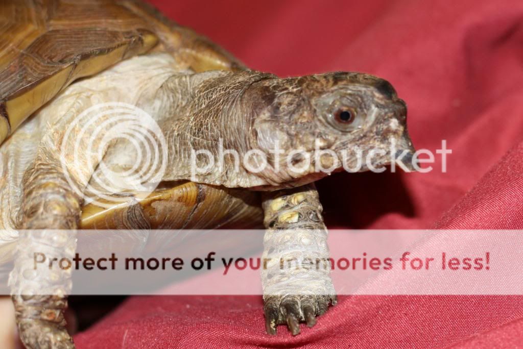 How over-grown is this beak? | Tortoise Forum