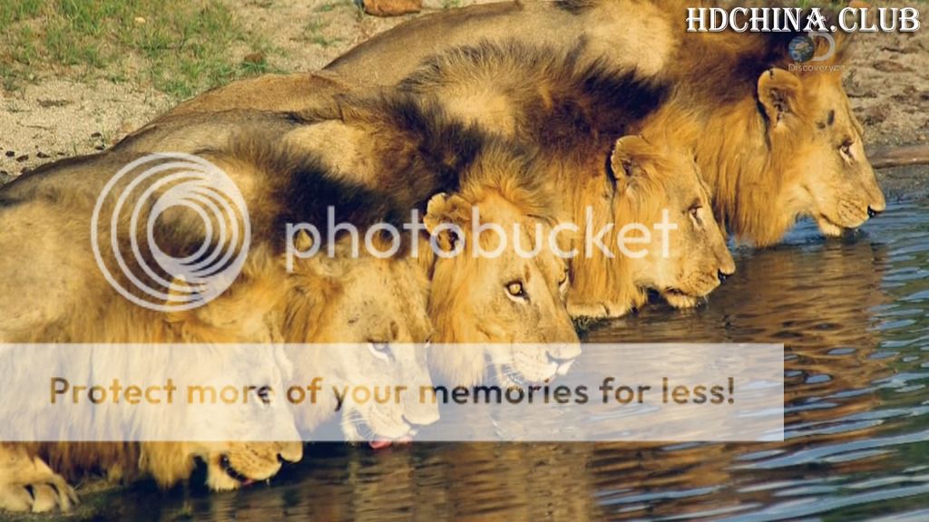 动物星球频道宣布播放《狮王之路》,节目如实展现南非传奇马波哥狮