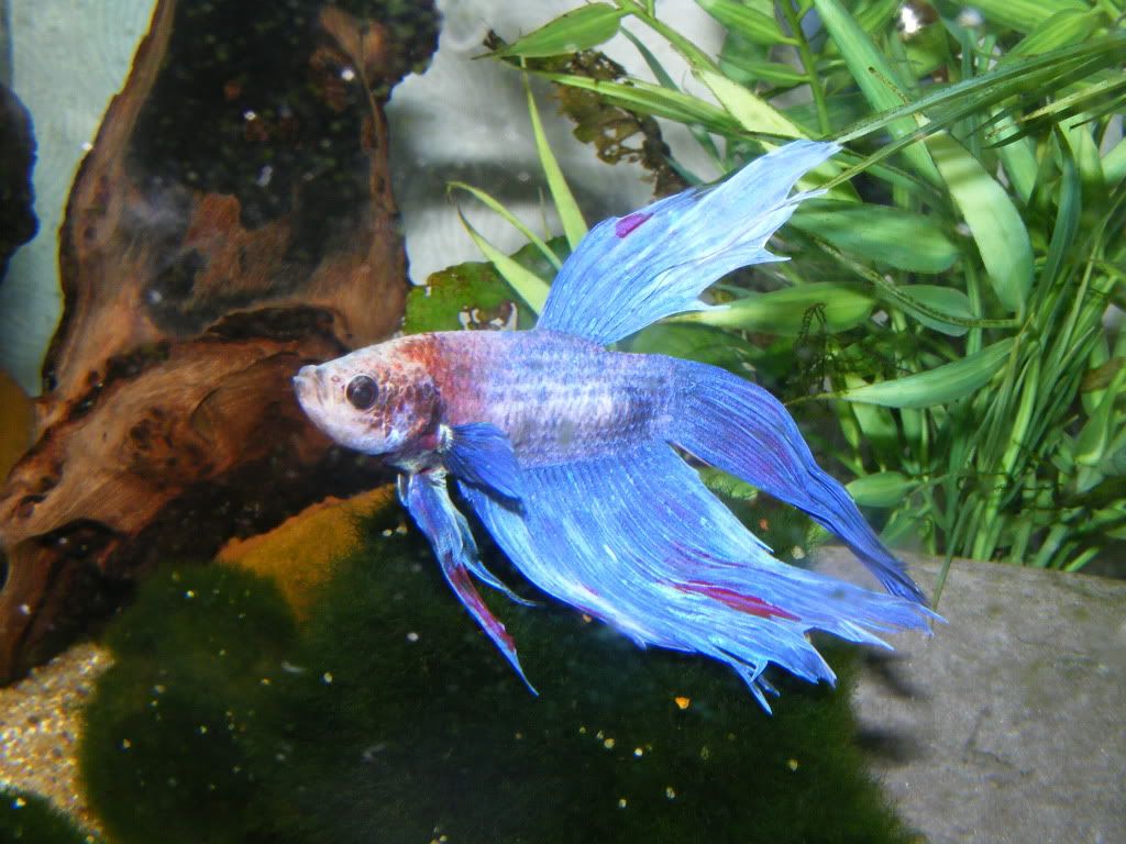 DSCF2451.jpg
